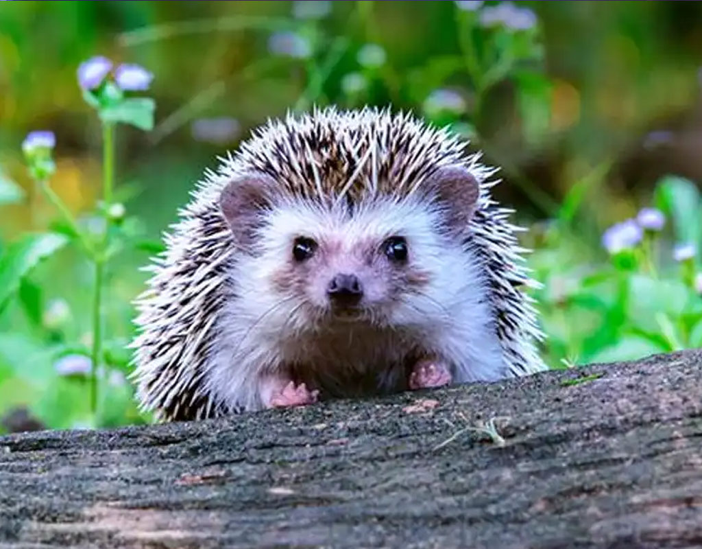 make-your-garden-a-wildlife-haven.jpg