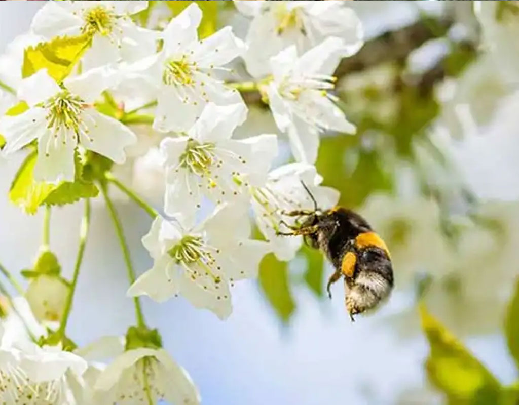 save-the-bees.jpg