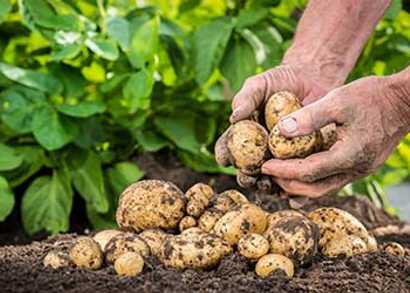 Hand picking fresh new potatoes