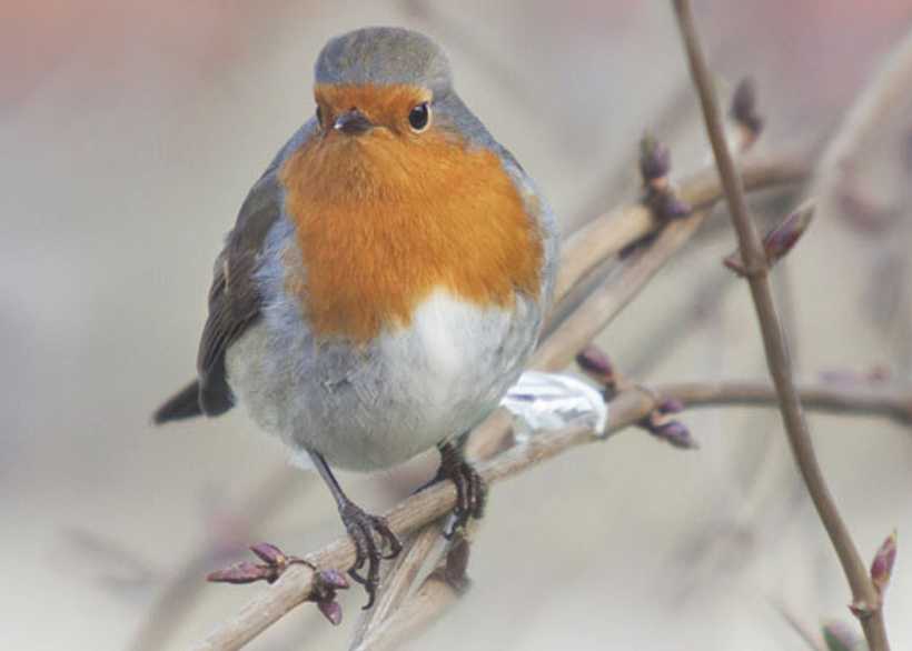 Robin Red Breast perched on branch