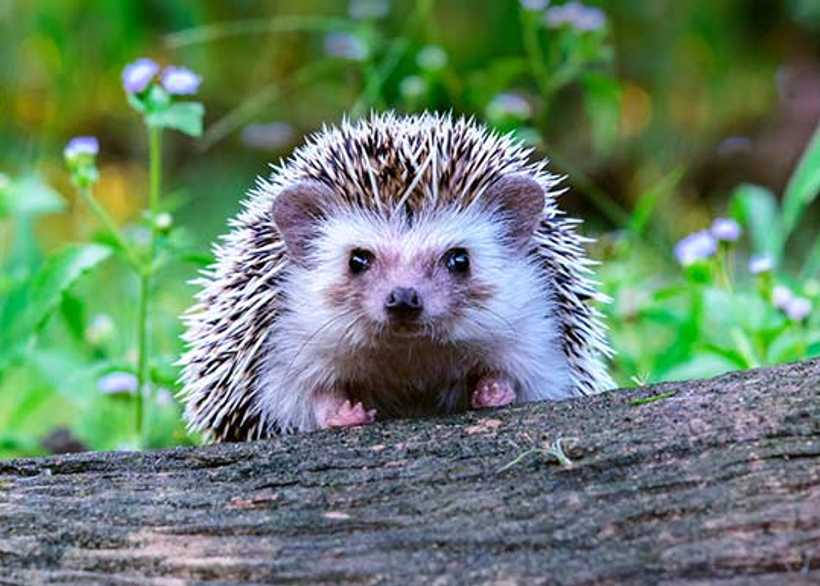 Hedgehog peering over wooden branch